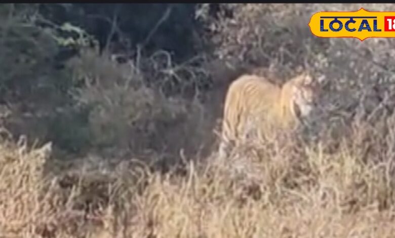 धौलपुर के झिरी गांव के जंगल में बाघ की साइटिंग, ट्रैक्टर चालक ने वीडियो में बाघ टी -116 को किया कैद!