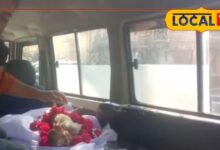 धौलपुर युवक ने मृत बंदर के बच्चे का अंतिम संस्कार किया