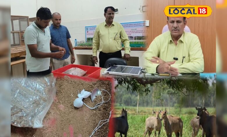 न तारबंदी, न पहरा, फिर भी जानवर खेत में नहीं आएंगे! जानें कैसे – News18 हिंदी