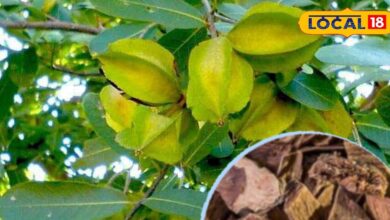 ना होगा ब्लॉकेज, ना फूलेगी सांस, इस पेड़ की छाल का काढ़ा पीएंगे तो दिल की समस्याएं होंगी दूर, डॉक्टर ने बताए फायदे - Madhya Pradesh News