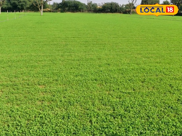 नागौर पान मैथी की खेती से किसानों की आमदनी बढ़ी, देश विदेश में मांग