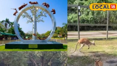 नेहरू जूलॉजिकल पार्क में कंगारू, जिराफ और ज़ेबरा पहुंचे