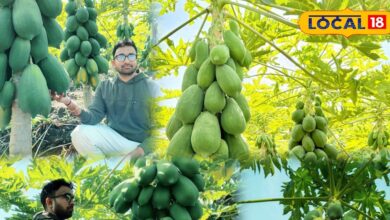 पपीते की खेती से बदली किस्मत, भीलवाड़ा का युवा किसान बना मिसाल