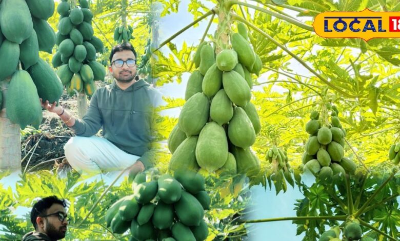 पपीते की खेती से बदली किस्मत, भीलवाड़ा का युवा किसान बना मिसाल