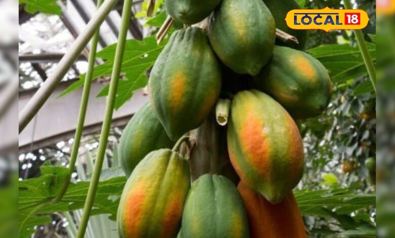 पपीते की फसल पर ठंड और रोगों का खतरा, कृषि विशेषज्ञ से जानिए बचाव के उपाय