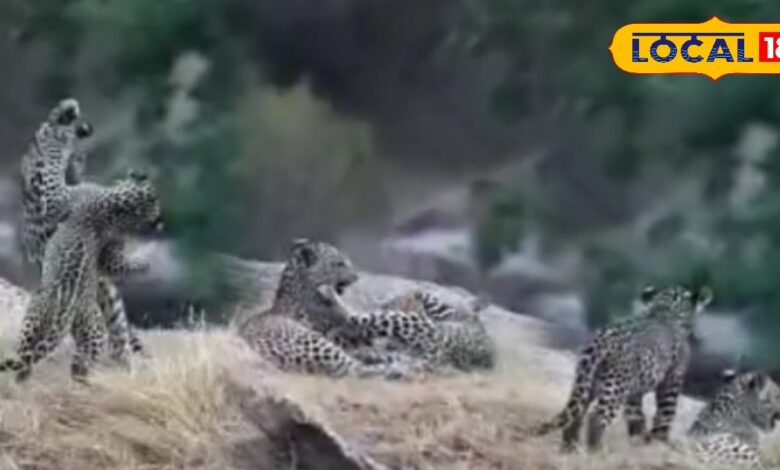 पाली की जवाई सफारी में दो लेपर्ड की मस्ती, पर्यटकों ने कैमरे में कैद किया दुर्लभ नजारा, देखें वायरल वीडियो
