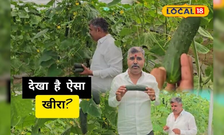 पाली के किसान उगा रहे चमत्कारी खीरा, 20 दिन तक नहीं होता खराब, रोजाना 1500 किलो उपज और कमाई 30 हजार