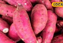 फाइबर से भरपूर है यह विंटर सुपरफूड फल, रसोई में इससे बनते हैं कई स्वादिष्ट व्यंजन, सेहत के लिए भी है फिट