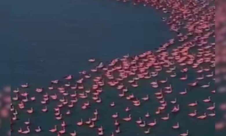 बर्डवॉचर्स का खुला स्वर्ग! राजस्थान की झील में हज़ारों प्रवासी फ्लेमिंगो ने किया कमाल, वीडियो वायरल