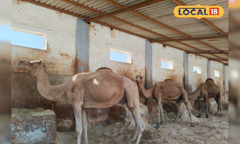 बांडी के जहर का तोड़ मिला, बीकानेर में ऊंट के खून से तैयार हुआ एंटी वेनम, अब इंसानों पर ट्रायल की तैयारी