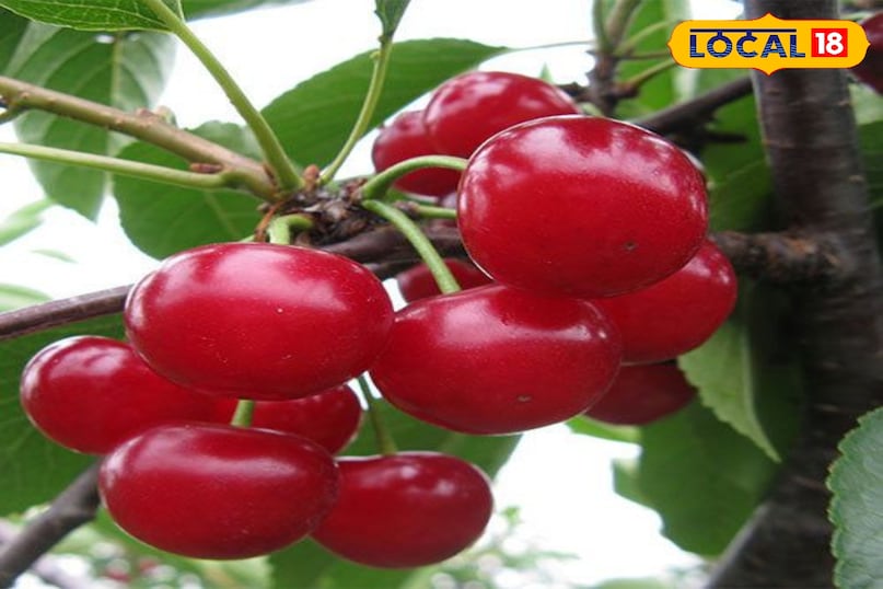 बालकनी या छत पर चेरी उगाएं और हर सीजन मीठे फल पाएं.
