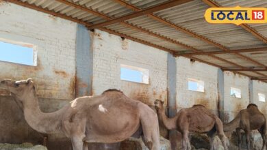 बीकानेर में वैज्ञानिकों को बड़ी कामयाबी, ऊंट के खून से तैयार किया जहरीले सांप का एंटी वेनम, इंसानों पर ट्रायल जल्द