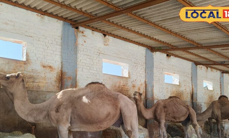 बीकानेर में वैज्ञानिकों को बड़ी कामयाबी, ऊंट के खून से तैयार किया जहरीले सांप का एंटी वेनम, इंसानों पर ट्रायल जल्द