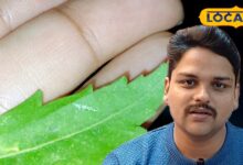 बीमारियों का काल है यह पत्ता, रोजाना चबाइए 5 पत्ते, फैटी लिवर से लेकर कैंसर तक के लिए है रामबाण - Uttar Pradesh News