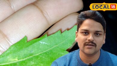 बीमारियों का काल है यह पत्ता, रोजाना चबाइए 5 पत्ते, फैटी लिवर से लेकर कैंसर तक के लिए है रामबाण - Uttar Pradesh News