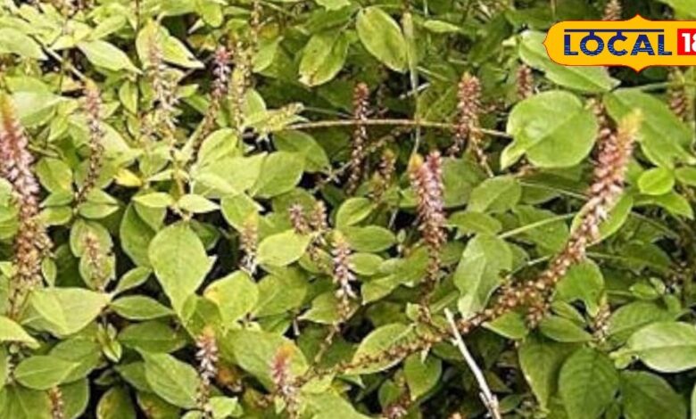 बेहद करामाती है यह जंगली पौधा, दांत दर्द को चुटकियों में कर देता है छूमंतर, पायरिया में भी रामबाण, जानें उपयोग - Uttar Pradesh News