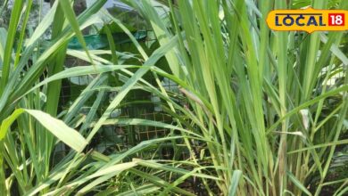 ब्लैक टी नहीं अब लेमन ग्रास टी का ट्रेंड, सर्दी-खांसी की छुट्टी, इम्युनिटी भी डबल - Madhya Pradesh News