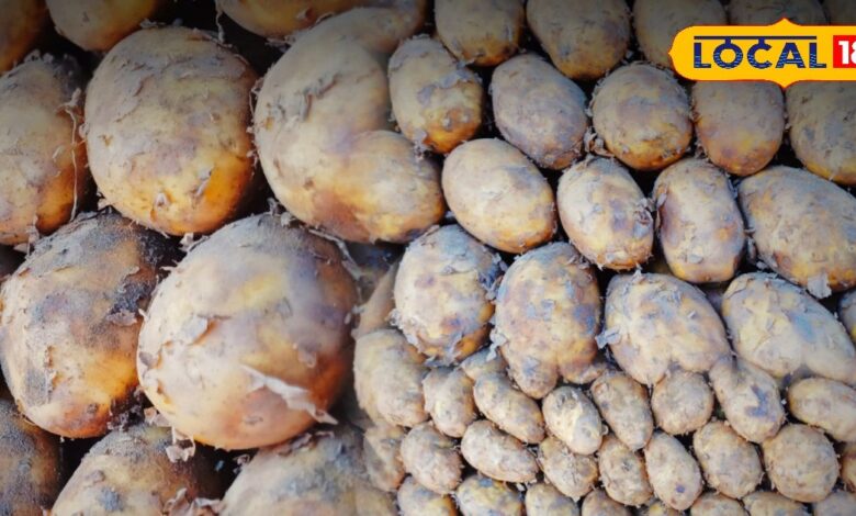 भरतपुर के मंडियों में छा गया ‘गोल्डन आलू’, जिसके स्वाद का कोई जवाब नहीं, जानिए इसकी खासियत!