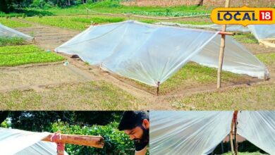 भरतपुर: बांस-पॉलिथीन तकनीक से सर्दियों में सब्जी की पौध सुरक्षित
