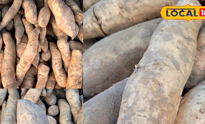 भरतपुर में पंजाब की मीठी शकरकंदी की भारी मांग