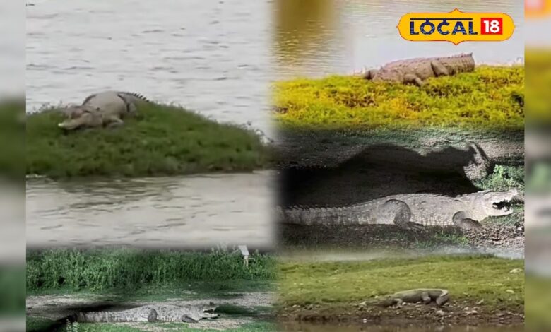 भीलवाड़ा का ‘मगरमच्छ वाला गांव’! तालाब किनारे धूप सेंकते आ जाते हैं नजर, पारंपरिक से अलग है रंग