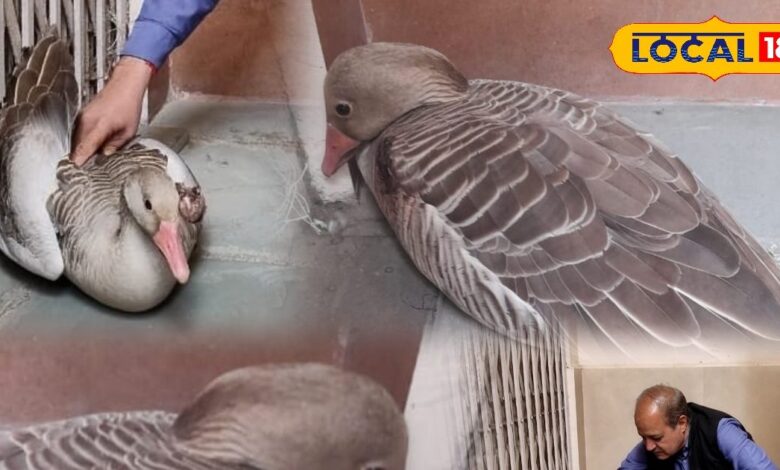 भीलवाड़ा में दुर्लभ राजहंस का रेस्क्यू