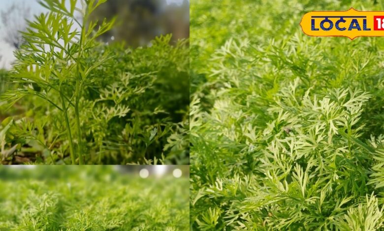 भूल जाएंगे पालक-मेथी! गजरे की पत्तियों का देसी साग, किसान के ताकत का है असली राज, जानें रेसिपी