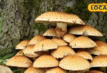 मशरूम के शौकीनों सावधान! ये वाला दिखने में सब्जी, लेकिन हकीकत में जहर, खराब कर डालेगा लीवर-किडनी - Uttarakhand News