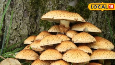 मशरूम के शौकीनों सावधान! ये वाला दिखने में सब्जी, लेकिन हकीकत में जहर, खराब कर डालेगा लीवर-किडनी - Uttarakhand News