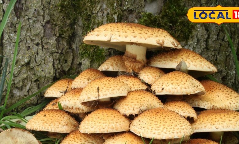 मशरूम के शौकीनों सावधान! ये वाला दिखने में सब्जी, लेकिन हकीकत में जहर, खराब कर डालेगा लीवर-किडनी - Uttarakhand News