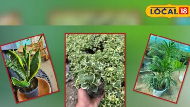 महंगे एयर प्यूरीफायर भूल जाओ! सिर्फ घर में लगाएं ये 5 पौधे, दिन-रात मिलेगी फ्रेश और शुद्ध हवा!