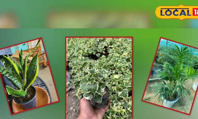 महंगे एयर प्यूरीफायर भूल जाओ! सिर्फ घर में लगाएं ये 5 पौधे, दिन-रात मिलेगी फ्रेश और शुद्ध हवा!