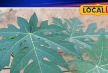 मुंह के छालों का घरेलू इलाज: पपीते के पत्तों का दूध | Papaya Leaf Milk for Mouth Ulcers Treatment