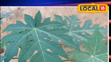 मुंह के छालों का घरेलू इलाज: पपीते के पत्तों का दूध | Papaya Leaf Milk for Mouth Ulcers Treatment