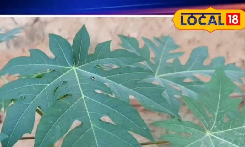 मुंह के छालों का घरेलू इलाज: पपीते के पत्तों का दूध | Papaya Leaf Milk for Mouth Ulcers Treatment