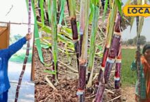 मेवाड़ में फिलीपींस गन्ने की खेती