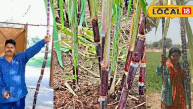 मेवाड़ में फिलीपींस गन्ने की खेती