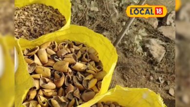 यूपी का यह नौजवान बना चलता-फिरता हर्बल फार्मेसी, जड़ी-बूटियों से बना चूर्ण पशुओं को दे रहा राहत