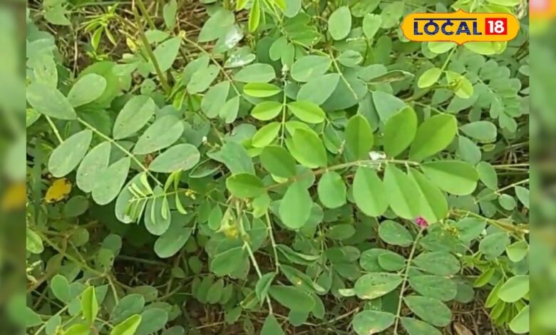 ये जड़ी बूटी हर परेशानी का सॉल्यूशन! लिवर, तिल्ली की सूजन और त्वचा की बीमारी में फायदेमंद, जानें इस्तेमाल का तरीका