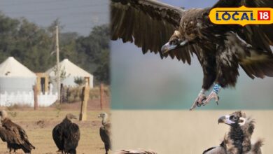 ये है थार का काला शहंशाह! स्पेन से उड़कर जैसलमेर पहुंचे शिकारी पक्षी, 7 किमी दूर से देख लेते हैं भोजन