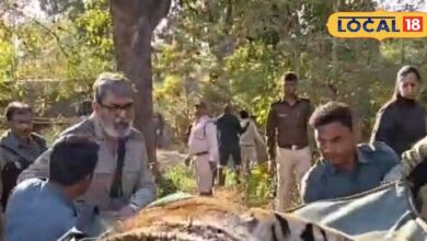 रामगढ़ विषधारी में ढली पेंच से लाई गई बाघिन, तीसरे दिन किया शिकार