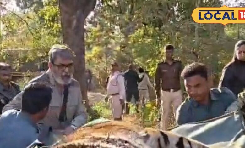 रामगढ़ विषधारी में ढली पेंच से लाई गई बाघिन, तीसरे दिन किया शिकार