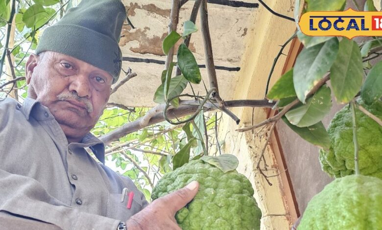 रेगिस्तान में उगा 3 किलो का विशाल नींबू . Giant 3 Kg Chinese Bijora Lemon in Rajasthan.