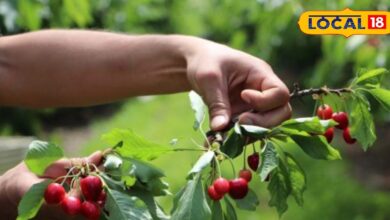 रोज करें इस लाल फल का सेवन... दिल, त्वचा और नींद के लिए रामबाण, दूर रहेंगी कई बीमारियां - Uttar Pradesh News