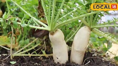 वजन घटाने से लेकर पॉवर बढ़ाने तक की ये जादुई बूस्टर, जानें सर्दियों में मूली खाने का सबसे अच्छा तरीका - Uttar Pradesh News