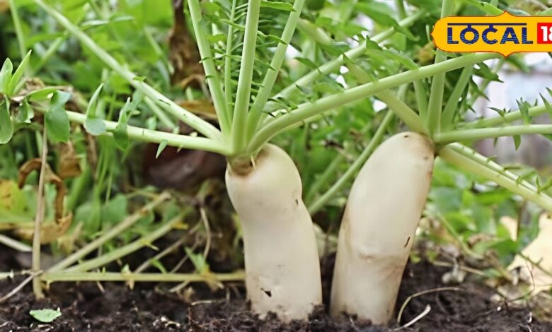 वजन घटाने से लेकर पॉवर बढ़ाने तक की ये जादुई बूस्टर, जानें सर्दियों में मूली खाने का सबसे अच्छा तरीका - Uttar Pradesh News