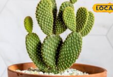 विटामिन C से भरपूर यह चीज, कई बीमारियों का है काल, सेहत के लिए है बेहद कमाल, जानें इसके 7 फायदे - Uttar Pradesh News