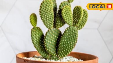 विटामिन C से भरपूर यह चीज, कई बीमारियों का है काल, सेहत के लिए है बेहद कमाल, जानें इसके 7 फायदे - Uttar Pradesh News