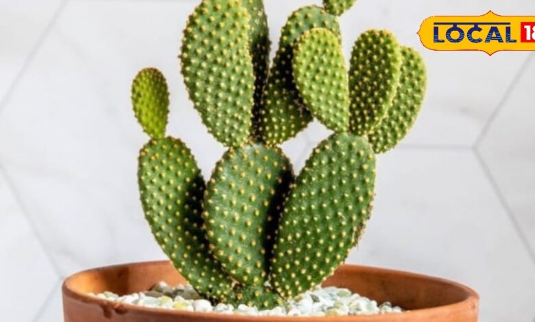 विटामिन C से भरपूर यह चीज, कई बीमारियों का है काल, सेहत के लिए है बेहद कमाल, जानें इसके 7 फायदे - Uttar Pradesh News