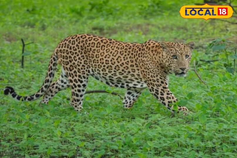 आमागढ़ लैपर्ड सफारी में होता हैं 20 लैपर्ड और अन्य जानवरों का दीदार 